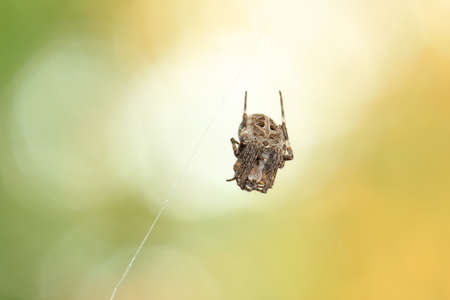 macro background of small spider hanging on cobwebの写真素材