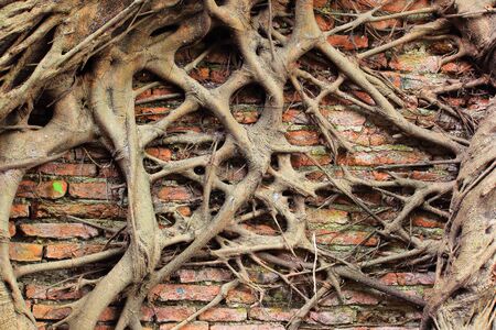 abstract background of tree root growth on the brick wallの写真素材