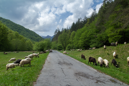 MOUNTAIN VILLAGE ROAD WITH SHEEP WITH NOBODYの写真素材