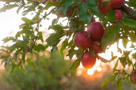 Apple on trees in fruit garden on sunsetの写真素材