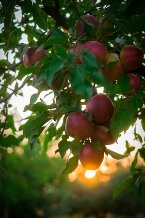 Apple on trees in fruit garden on sunsetの写真素材