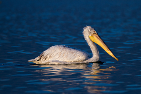 CLOSE PORTRAIT OF SINGLE PELICAN, Pelecanidae ON SUNSETの写真素材