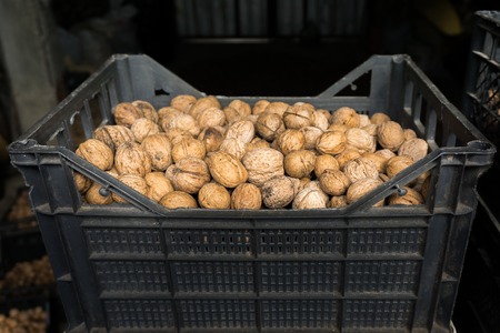 PLASTIC BASKET WITH FILLED WITH WALNUTS FROM ABOVEの写真素材