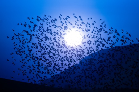 MOON BLUE SKY WITH BIRDS FLOCK AND MOUNTAINの写真素材