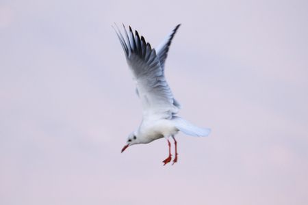 WEIRD SEAGULL FLYING OVER IN THE BLUE SKY IN SUNNY WEATHER