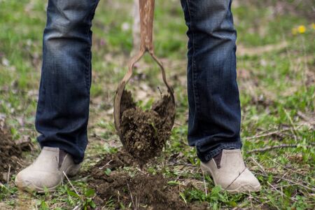 Planting raspberries twigs with a drill bit tool during springの写真素材