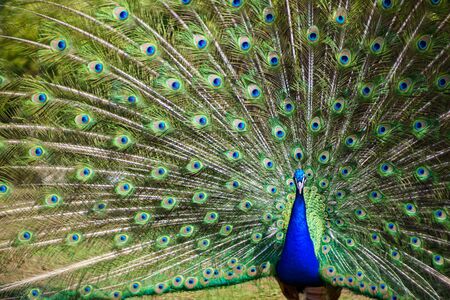 Peacock with majestic spreaded tail feathers filling the photographの写真素材