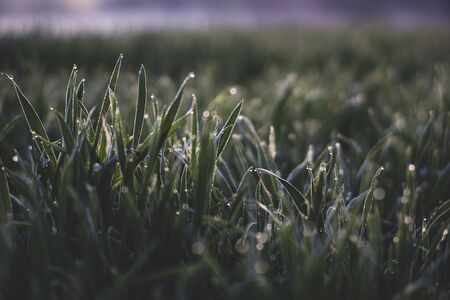 Spring grass drops with bokeh from sunrise light
