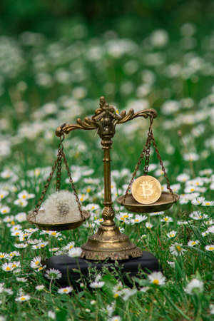 BITCOIN AND A DANDELION ON SCALES. CONCEPT: BITCOIN MINING ENERGY CONSUMPTIONの写真素材