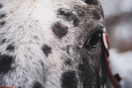 Eye of a dalmatian purebred horse closeupの写真素材