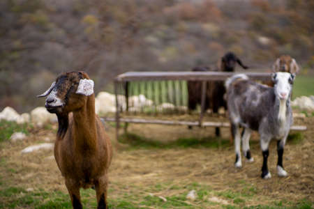 Free range goats with a feeding container in the backの写真素材