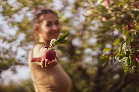 Woman picking apples from a eco tree at a fruit gardenの写真素材