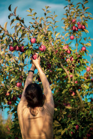 Woman picking apples from a eco tree at a fruit gardenの写真素材