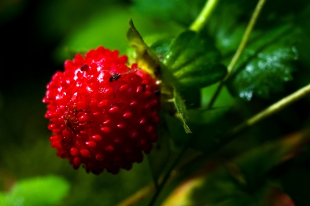 Wild strawberry Close-Up in forest, chiang mai Thailandの写真素材
