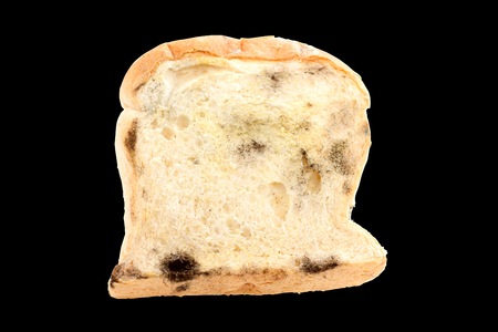 fungi on bread isolated with clipping paths inside