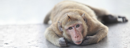 face monkey cover background selective focusの写真素材