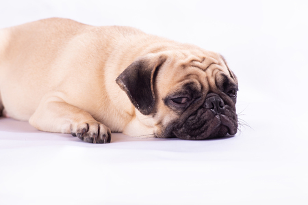 Cute pug dog feel sleepy and boring in studioの写真素材
