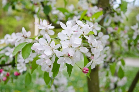 Cherry Blossomの写真素材