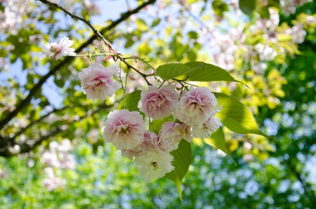Pink Cherry Blossomの写真素材