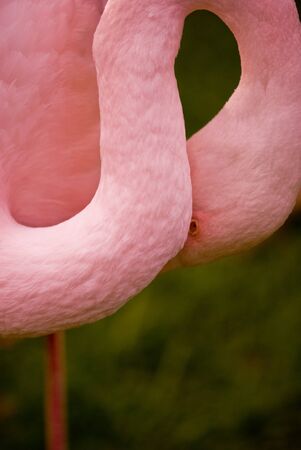 A pink flamingo with neck bent down.の写真素材