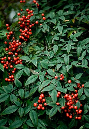 Red berries on a green bush.の写真素材