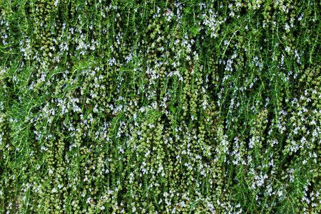 A background made up of a close up shot of a green hedge with white flowers.の写真素材