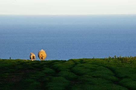 A sheep and lamb walking away through a green field with ocean and sky in background.