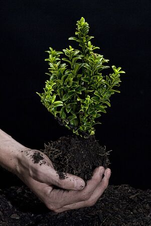 Male hands holding a small tree. Hands are dirty.