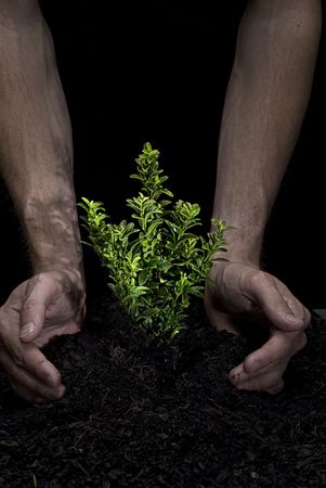 Male hands holding a small tree. Hands are dirty.の写真素材
