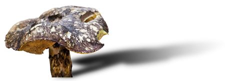 A Toadstool isolated on a white background.の写真素材