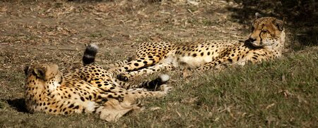 A pair of leopards relaxing and looking at each other.の写真素材