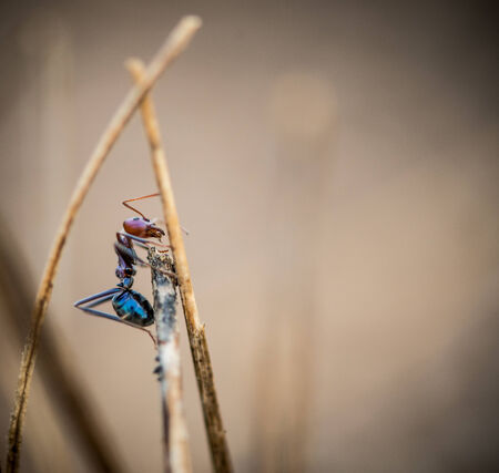 Ant on a stick over a dry brown soft focus backgroundの写真素材