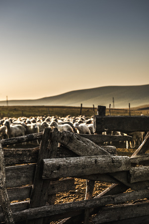 Rustic hand made old wooden fence keeping sheep togetherの写真素材