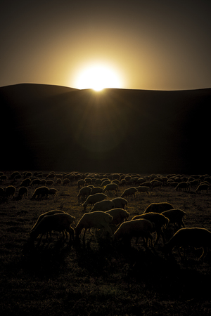 A herd of sheep beautifully rim lit at sunsetの写真素材