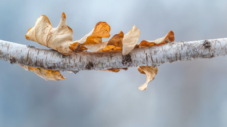 Birch tree branch with peeling white bark, tranquil forest background, generative aiの素材