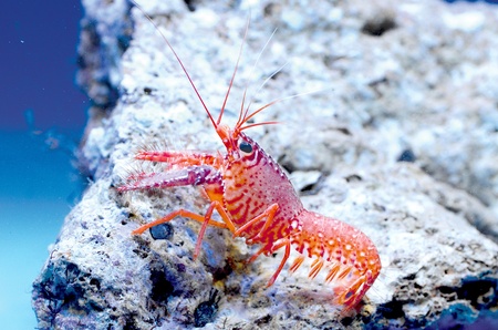 Pink Reef Lobsterの写真素材