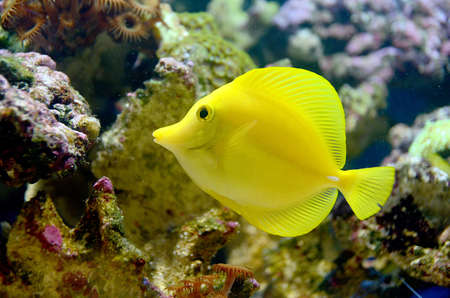Yellow Tang