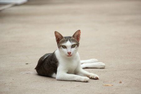 Cute Thai cat lying on the floor in temple.の写真素材