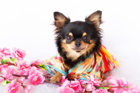 Female Chihuahua dog wearing traditional Kimono with Sakura flower.の写真素材