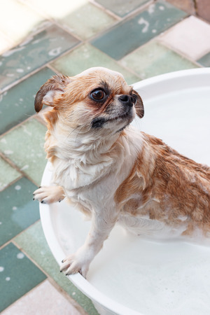 Cute Chihuahua dog taking a bath in white bathtub and look something.の写真素材