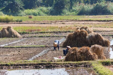 Asian farmers harvesting rice in Mae Hong Son, Thailand.の写真素材