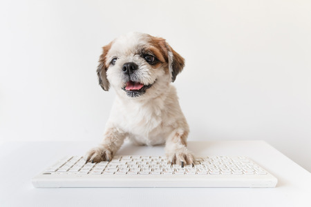 Cute dog, Shih tzu, Poodle mix with keyboard on gray background.の写真素材