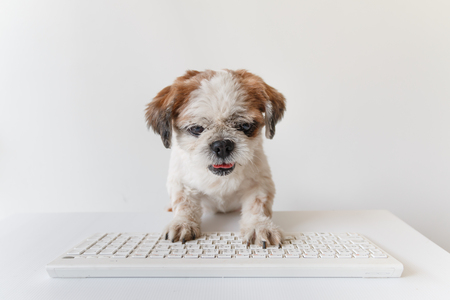 Cute dog, Shih tzu, Poodle mix with keyboard on gray background.の写真素材