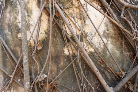 Old tree roots on cement wallの写真素材