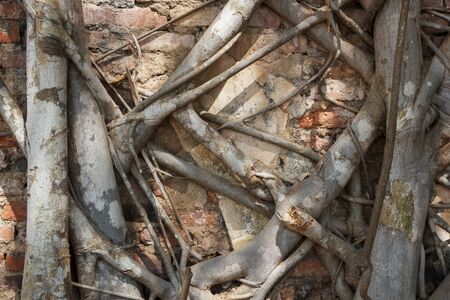 Big tree roots covered all brick wall.