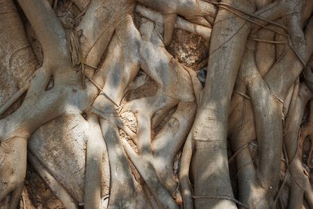 Big tree roots covered all brick wall.