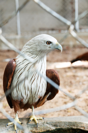 A red hawk in cage and looking something.の写真素材