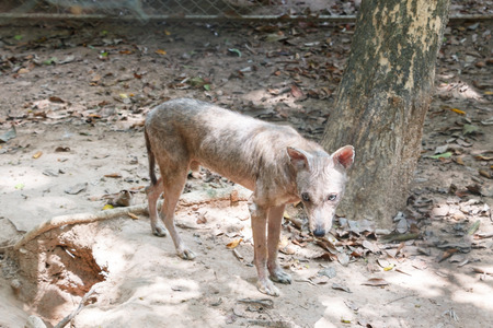 Ugly male wolf, hair loss in cage.の写真素材