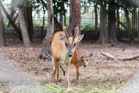 Group of deers in cage and looking camera.の写真素材