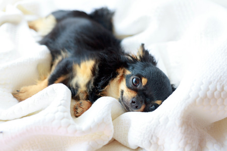 Cute chihuahua dog want to sleep on white soft bed.の写真素材